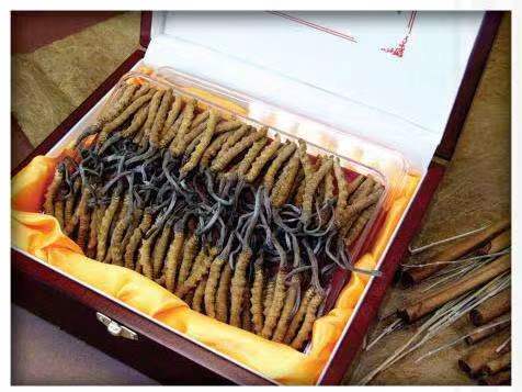 高要冬虫夏草回收